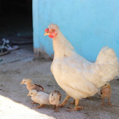 ferma gaini